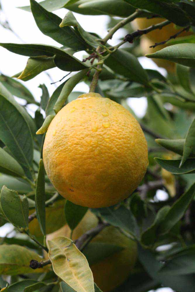              Fruit (Riverside, CA)       